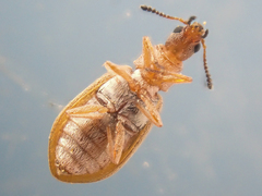 Vectura longiceps