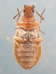 Vectura longiceps