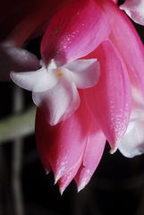 Tillandsia recurvifolia