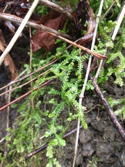 Selaginella douglasii