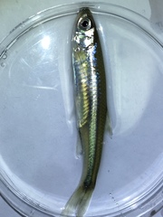 Notropis atherinoides