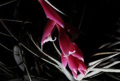 Tillandsia recurvifolia