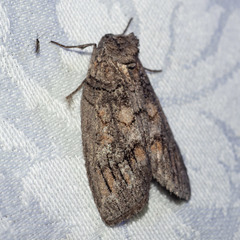 Discophlebia celaena