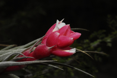 Tillandsia recurvifolia