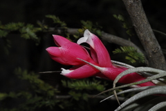 Tillandsia recurvifolia
