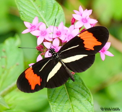 Heliconius besckei