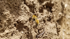 Anthophora occidentalis