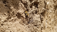 Anthophora occidentalis