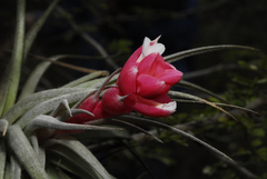 Tillandsia recurvifolia