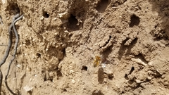 Anthophora occidentalis