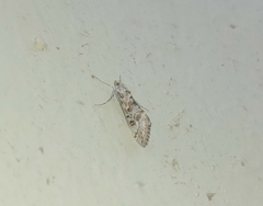 Cornifrons ulceratalis