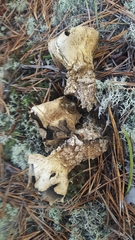 Scleroderma meridionale