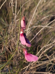 Lathyrus vestitus alefeldii