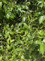 Jasminum officinale
