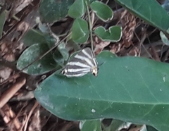 Panthiades bathildis