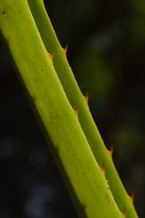 Aechmea distichantha