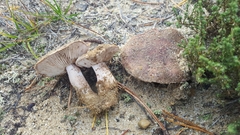 Tricholoma pessundatum