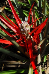 Bromelia balansae