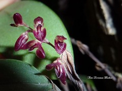 Trichosalpinx ciliaris