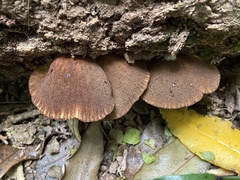 Crepidotus fuscovelutinus