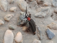 Pyrocoelia formosana