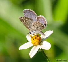 Hemiargus hanno hanno