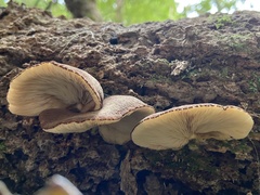 Crepidotus fuscovelutinus