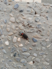 Pyrocoelia formosana