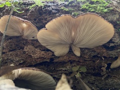 Crepidotus fuscovelutinus