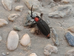 Pyrocoelia formosana