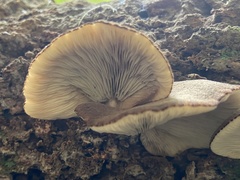 Crepidotus fuscovelutinus