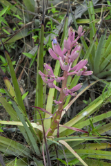 Bromelia hieronymi