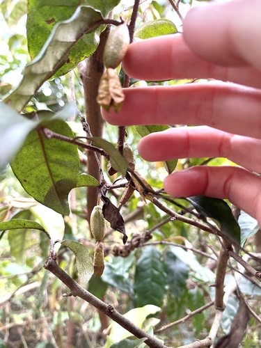 Elaeagnus loureiroi, photograph 4