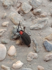 Pyrocoelia formosana