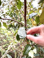 Elaeagnus loureiroi, photograph Yj, CC BY, iNaturalist via GBIF