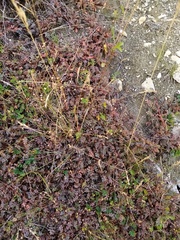 Acaena saccaticupula