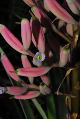 Bromelia hieronymi