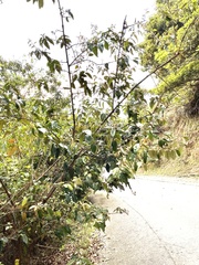 Elaeagnus loureiroi, photograph Yj, CC BY, iNaturalist via GBIF