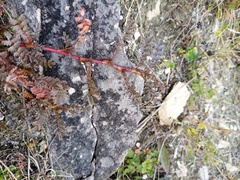 Acaena saccaticupula