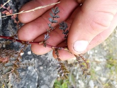Acaena saccaticupula