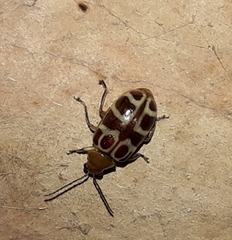 Exora olivacea