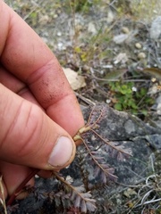 Acaena saccaticupula