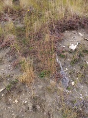 Acaena saccaticupula