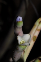 Bromelia hieronymi