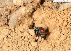 Hedychrum chalybaeum