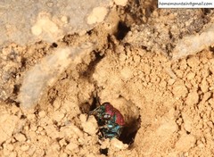 Hedychrum chalybaeum