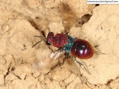 Hedychrum chalybaeum