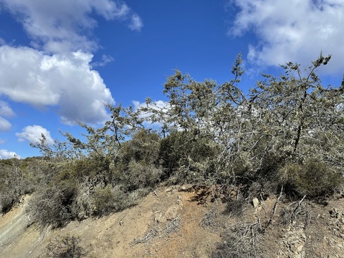 Image of Hesperocyparis macnabiana by (c) Roger Raiche, some rights reserved (CC BY)
