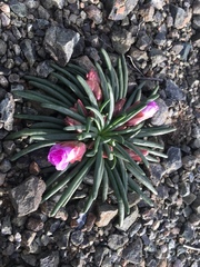 Lewisia rediviva