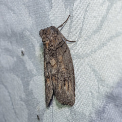 Discophlebia celaena